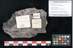 Foto (Objekt + Etikett) von Blechnum priscum Ettingshausen (NHMW-GEO-2024-0188-10207)